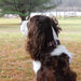 Auburn Leathercrafters Center Ring Collar