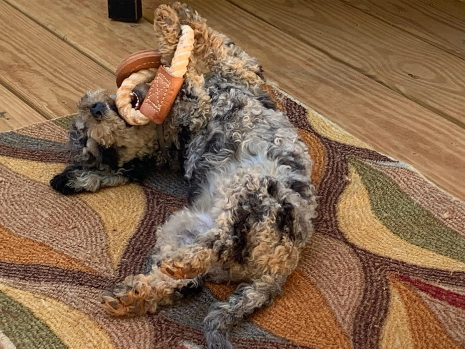 puppy playing with cotton rope tug toy ring