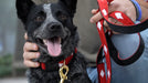 a tail we could wag red diamonds dog collar and leash on black and grey dog