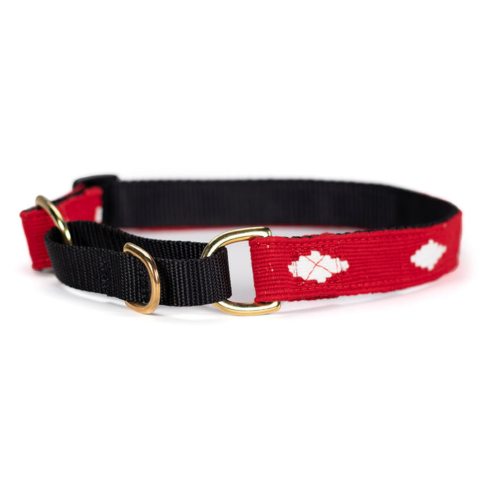a tail we could wag Martingale Dog Collar - Diamond