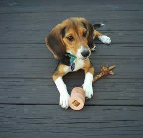 Natural Leather Tug Toy for Dogs