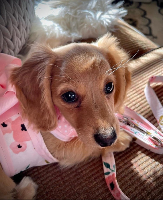 Harness- Step-in Dog Harness