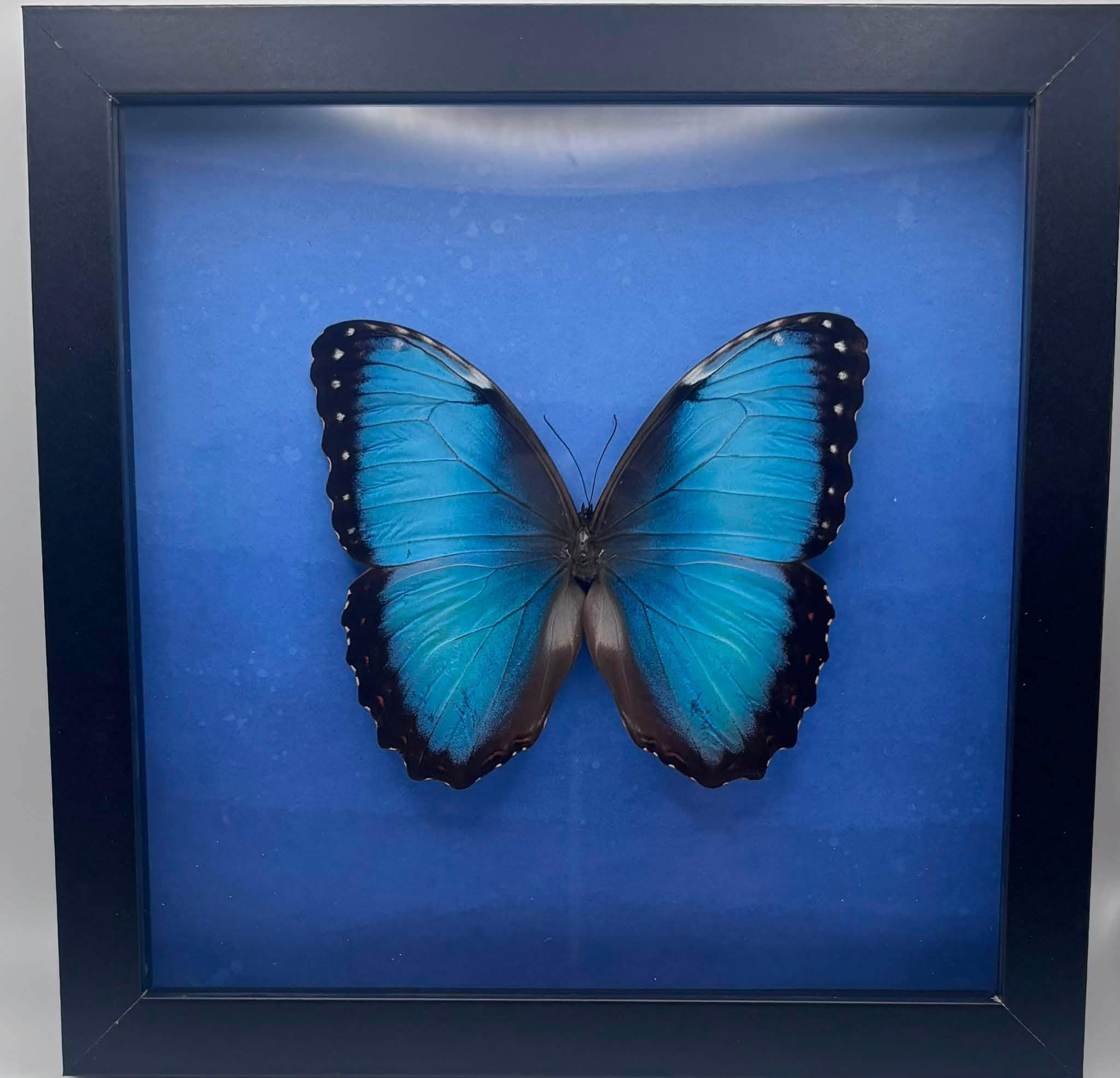 Morpho Butterfly - 8x8 framed butterfly specimen - Morpho Helenor