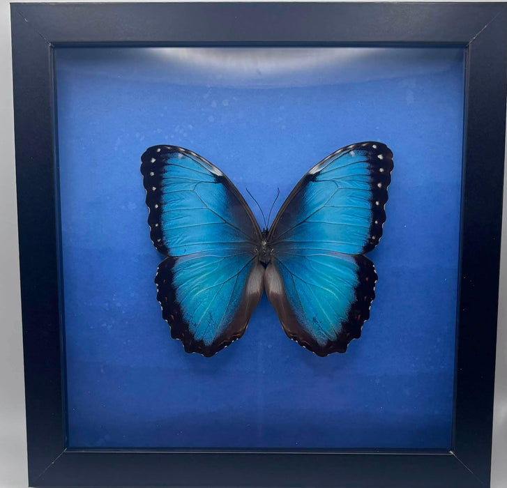 Morpho Butterfly - 8x8 framed butterfly specimen - Morpho Helenor