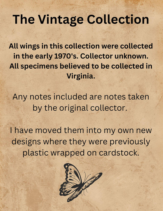 Vintage Collection - Polyphemus Moth Wings - Sourced July 31, 1973