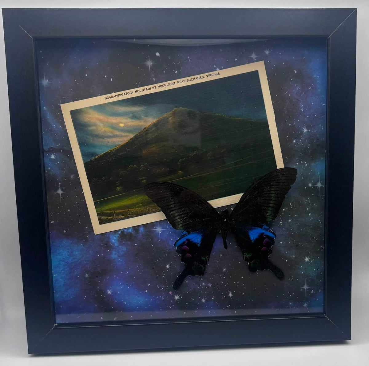 Rainbow Swallowtail Butterfly - 8x8 framed butterfly specimen - Papilio karna, Purgatory Mountain VA