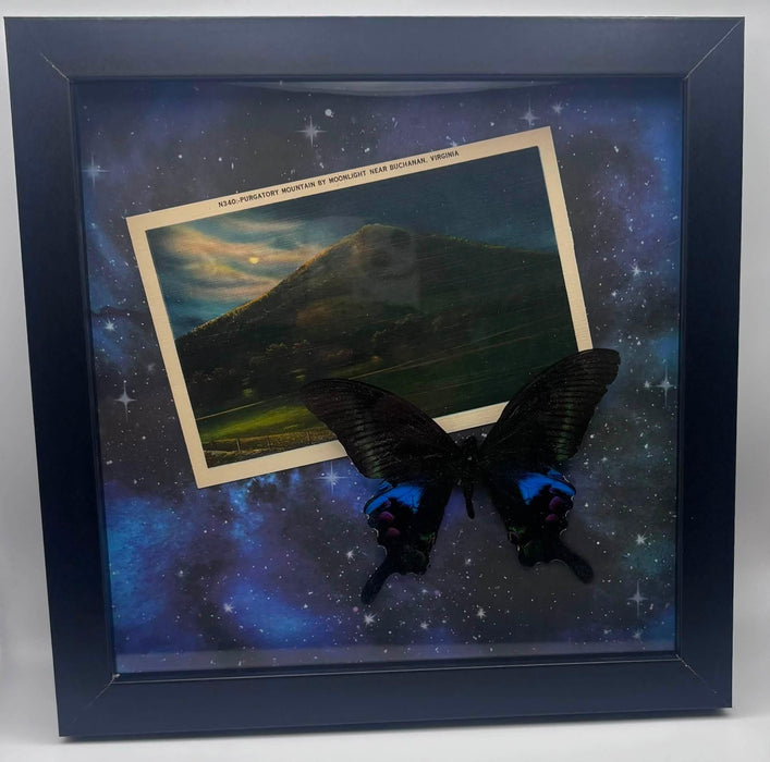 Rainbow Swallowtail Butterfly - 8x8 framed butterfly specimen - Papilio karna, Purgatory Mountain VA