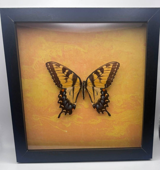 Eastern Tiger Swallowtail - 8x8 framed butterfly specimen - Papilio glaucus