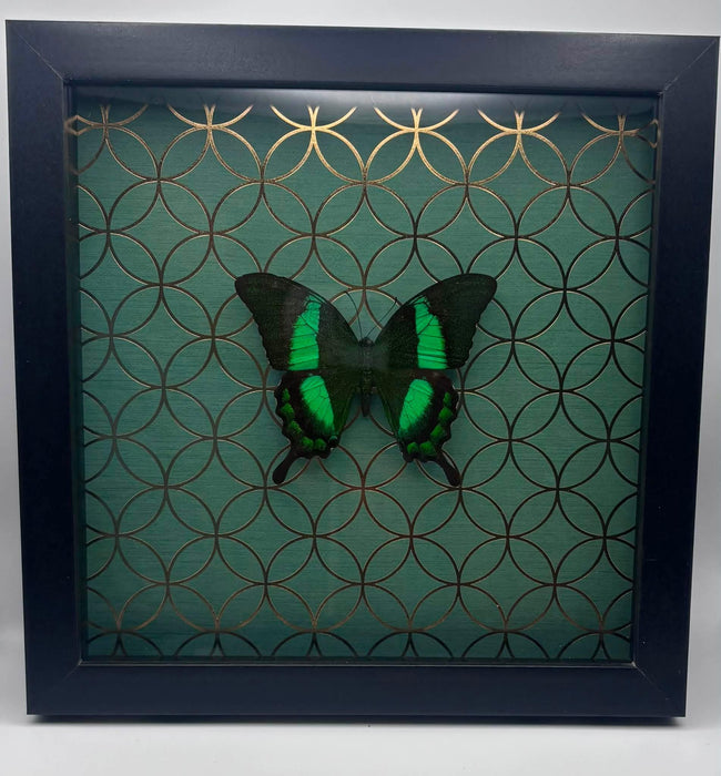 Emerald Swallowtail - 8x8 framed butterfly specimen - Papilio palinurus