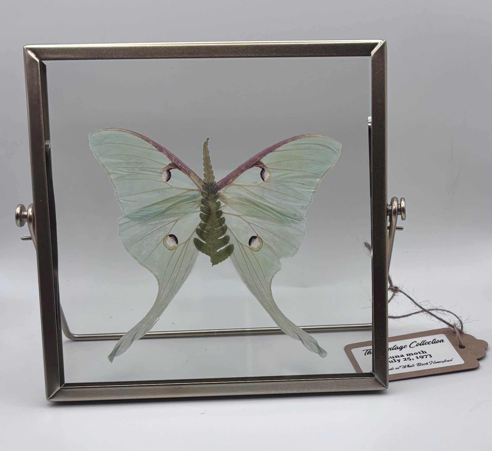 Vintage Collection - Luna Moth Wings - Sourced July 25, 1973