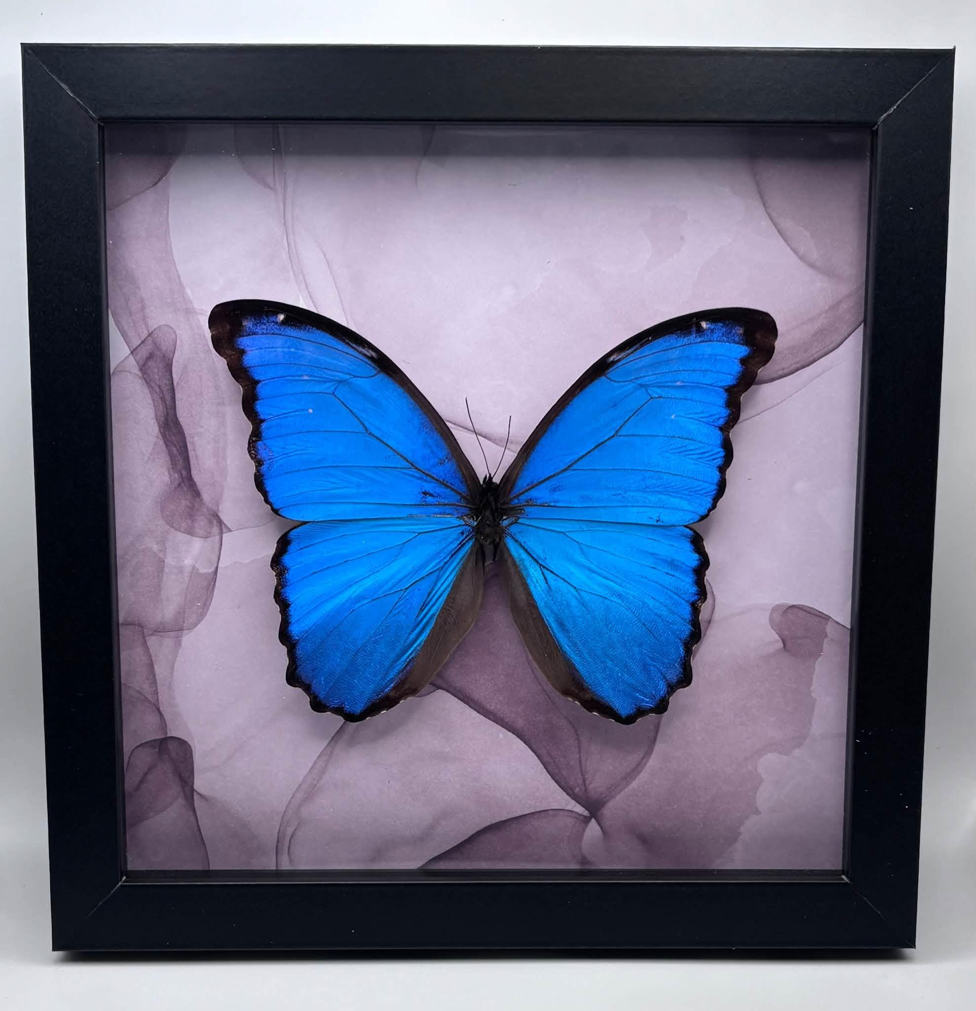 Morpho Butterfly - 8x8 framed butterfly specimen - Morpho Dideus