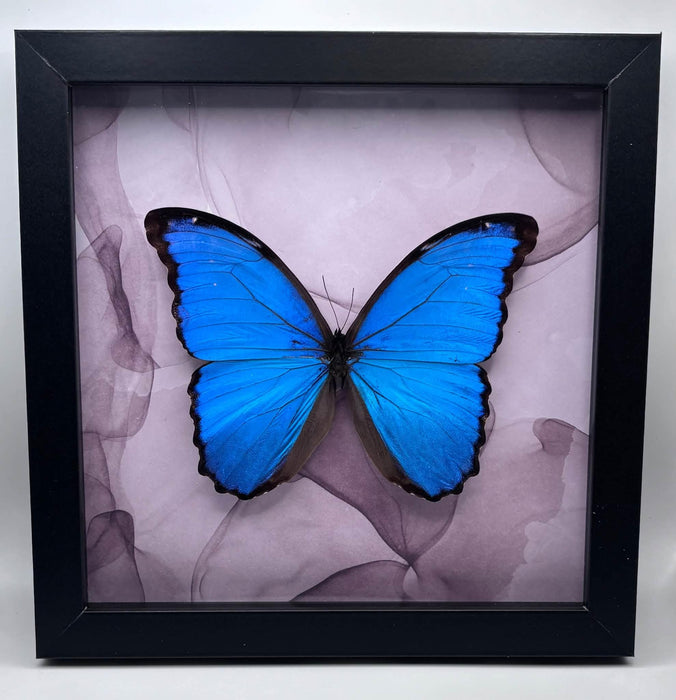 Morpho Butterfly - 8x8 framed butterfly specimen - Morpho Dideus