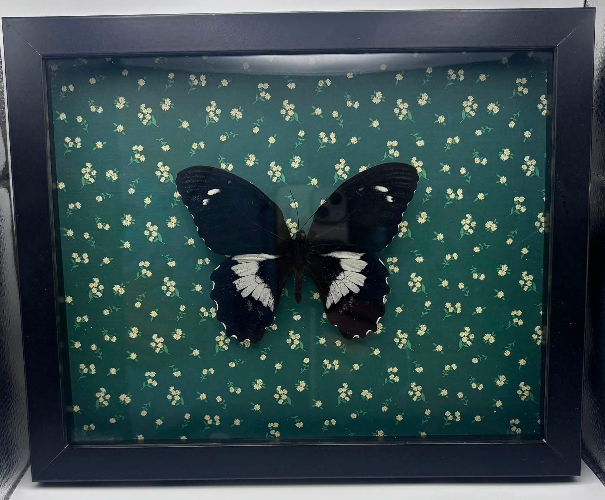 Giant Forest Butterfly - 8x10 framed butterfly specimen - Papilio Gambrisius