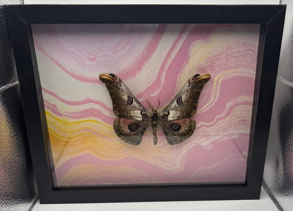 Neoris zuleika - 8x10 framed moth specimen - Saturnia Lesoudieri