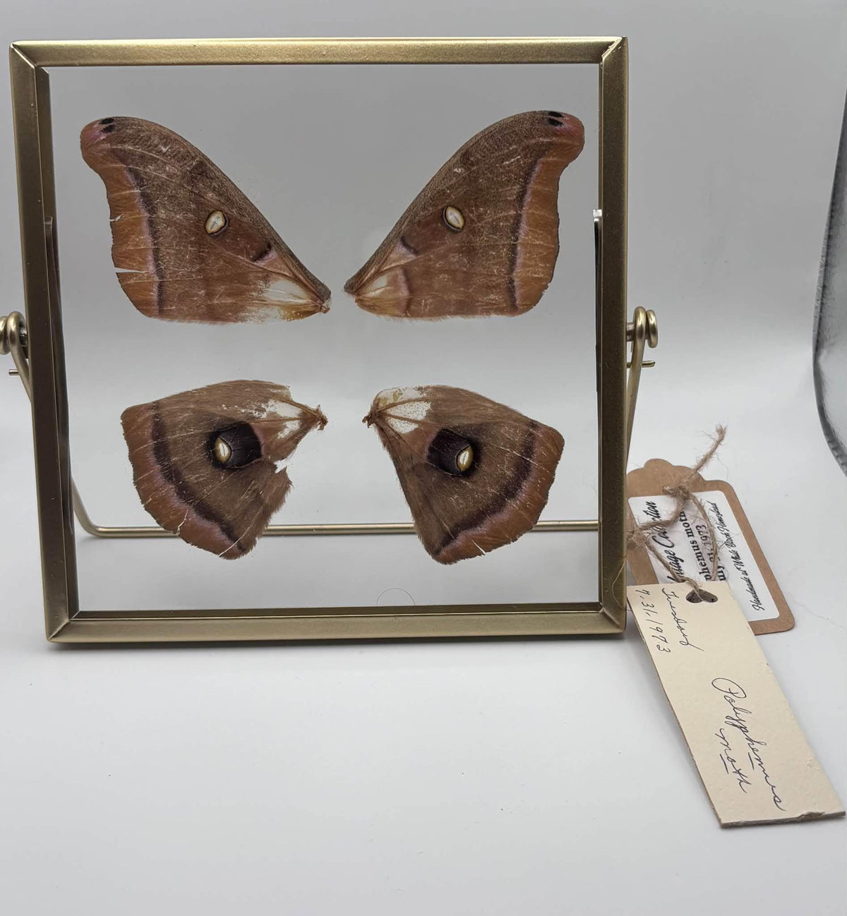 Vintage Collection - Polyphemus Moth Wings - Sourced July 31, 1973