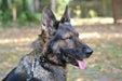 martingale collar for dogs has a double loop for adjusting fit