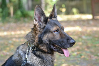 martingale collar for dogs has a double loop for adjusting fit