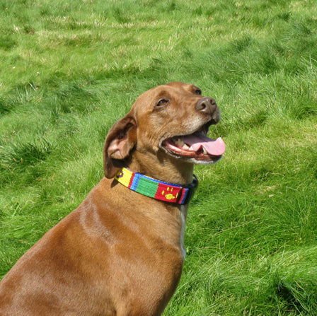 Rudy wearing Puppy Love dog collar