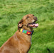 Rudy wearing Puppy Love dog collar